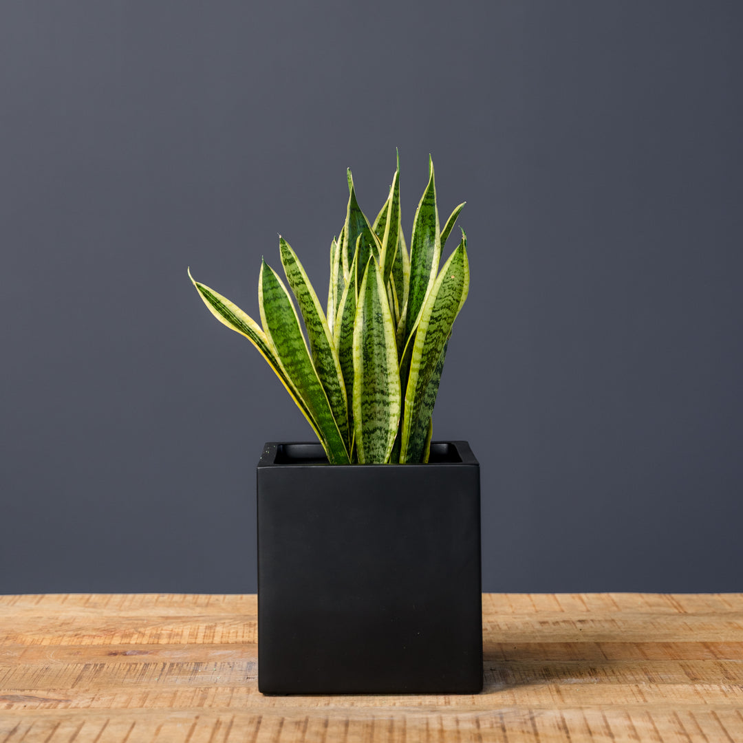 cirving snake plant Snake Plant (Sansevieria Trifasciata Laurentii) – Rolling Greens