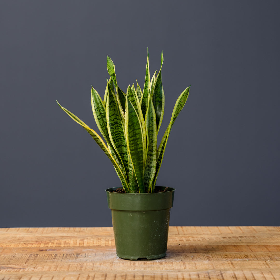 Snake Plant (Sansevieria Trifasciata Laurentii) 6 in