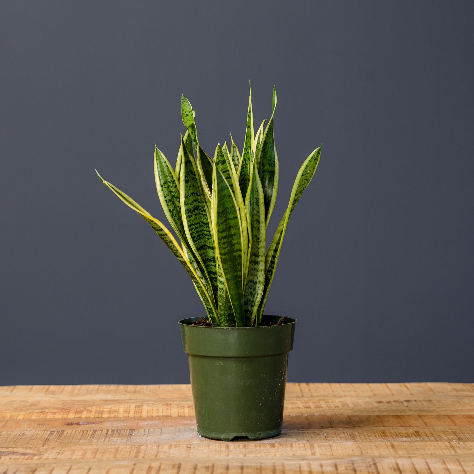 sansevieria trifasciata laurentii snake plant Snake Plant (Sansevieria Trifasciata Laurentii) – Rolling Greens