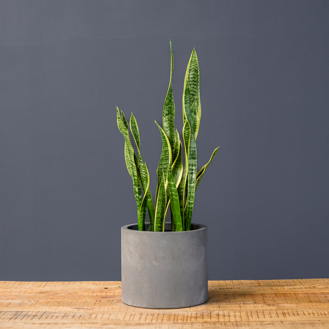 gray snake plant Snake Plant (Sansevieria Trifasciata Laurentii)