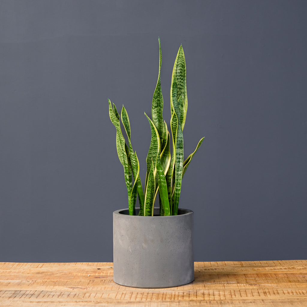 sansevieria trifasciata small Snake Plant (Sansevieria Trifasciata Laurentii) – Rolling Greens