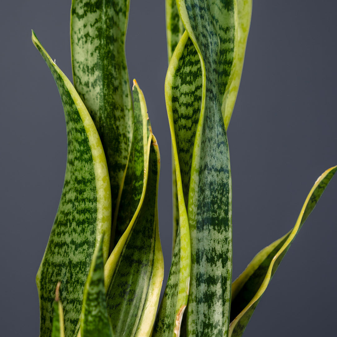planta sansevieria trifasciata Snake Plant (Sansevieria Trifasciata Laurentii) – Rolling Greens