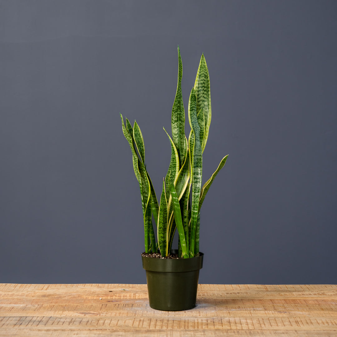 sansevieria trifasciata online Snake Plant (Sansevieria Trifasciata Laurentii) – Rolling Greens