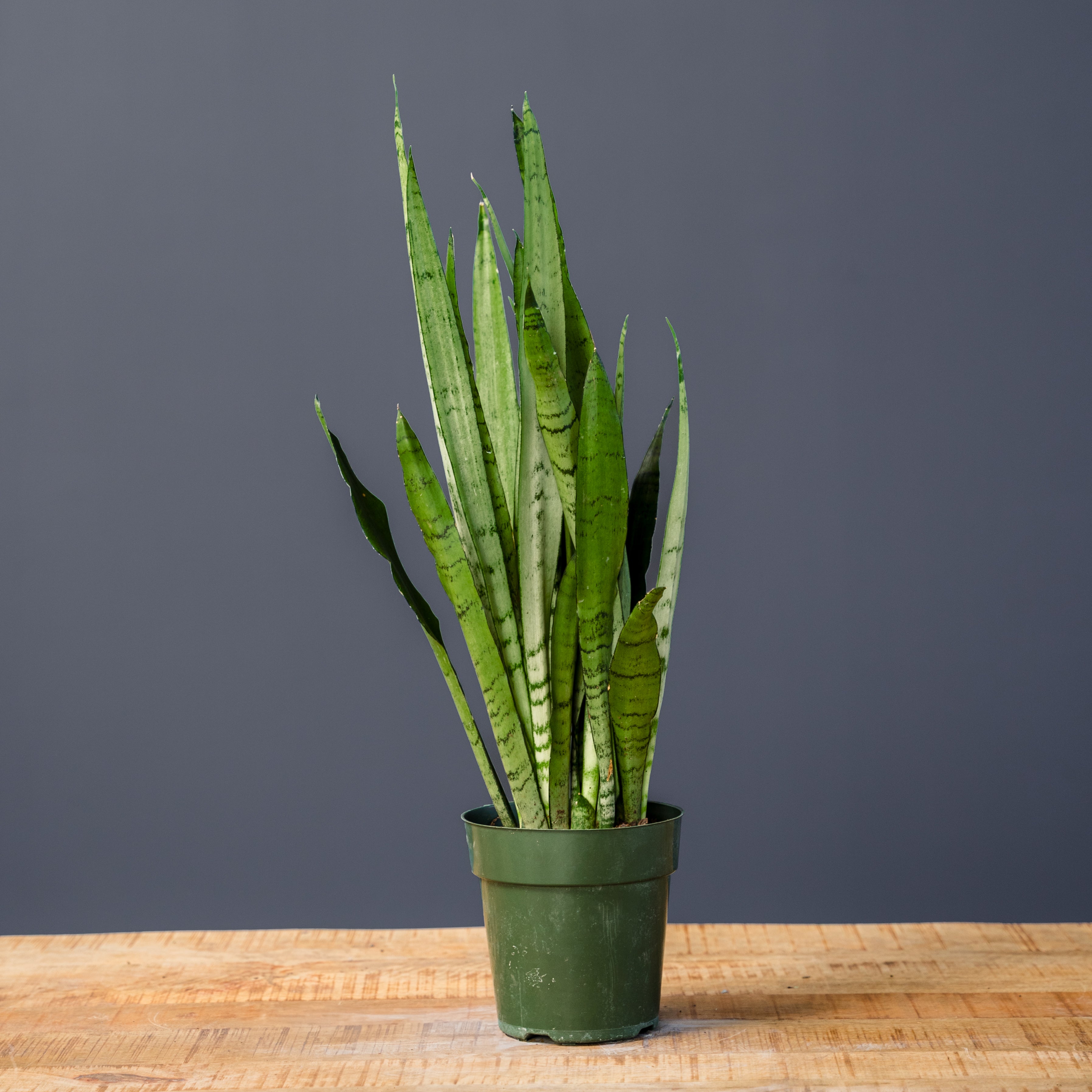 Snake Plant (Sansevieria Spearmint) – Rolling Greens