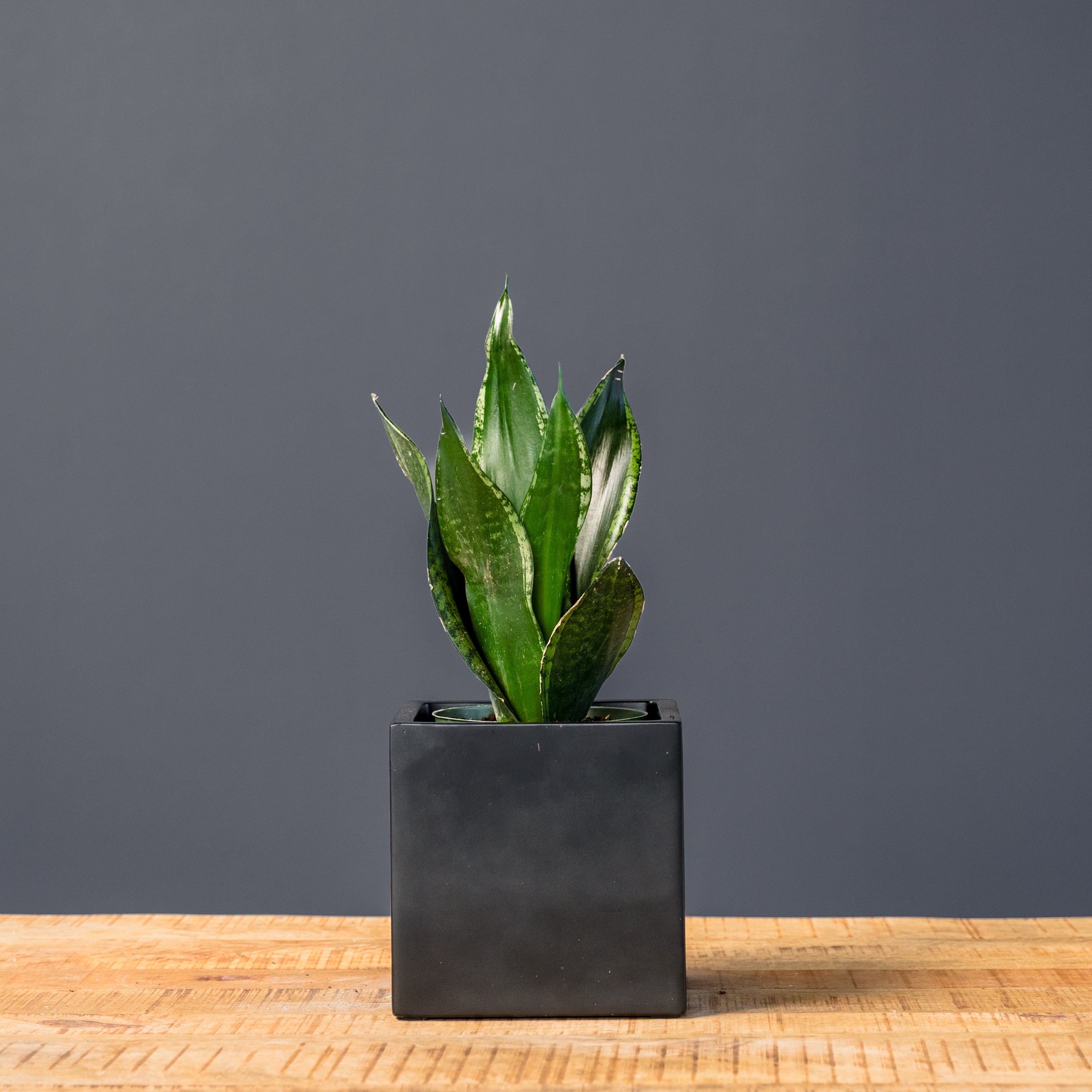 Snake Plant (Sansevieria Whitney) – Rolling Greens