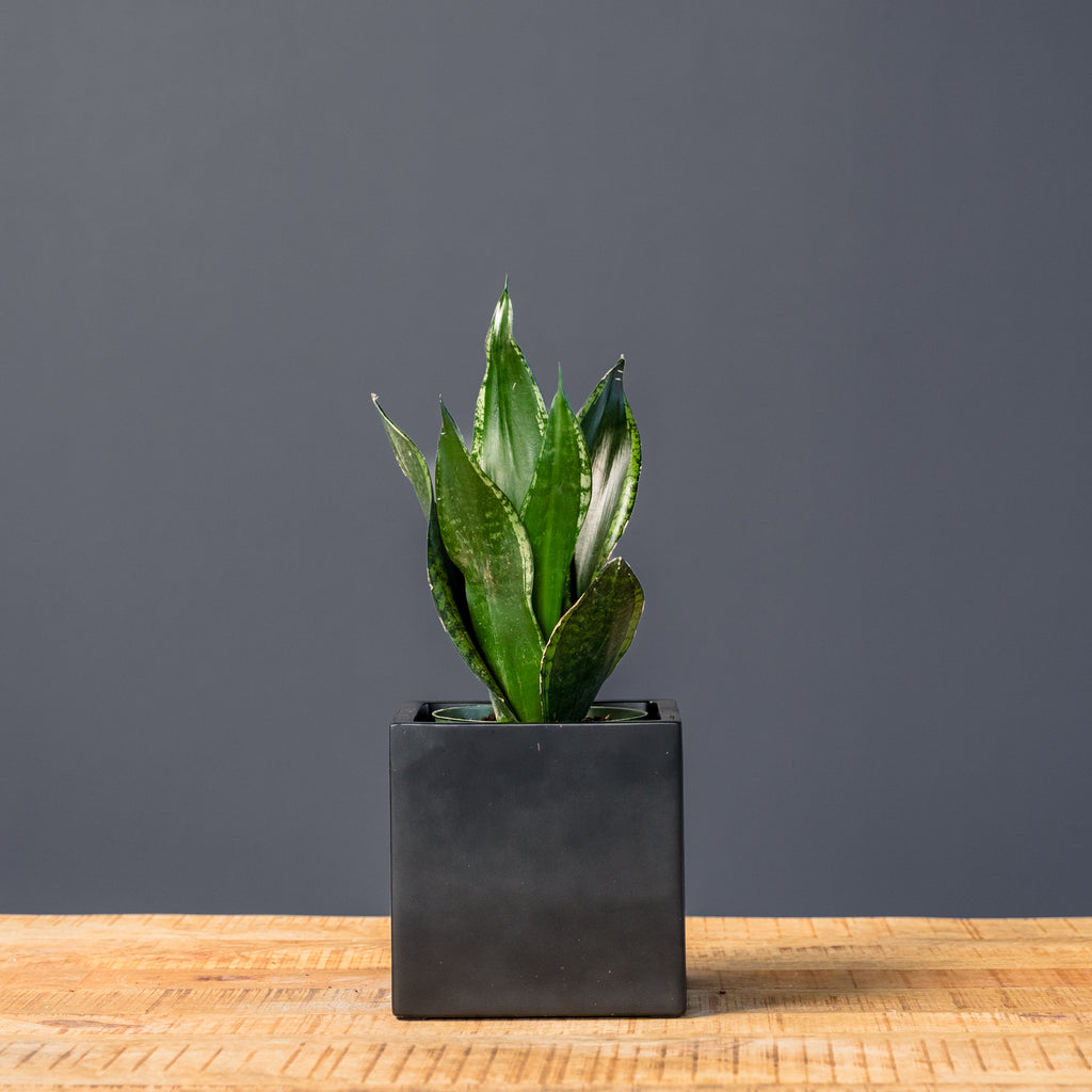 Snake Plant (Sansevieria Whitney) – Rolling Greens