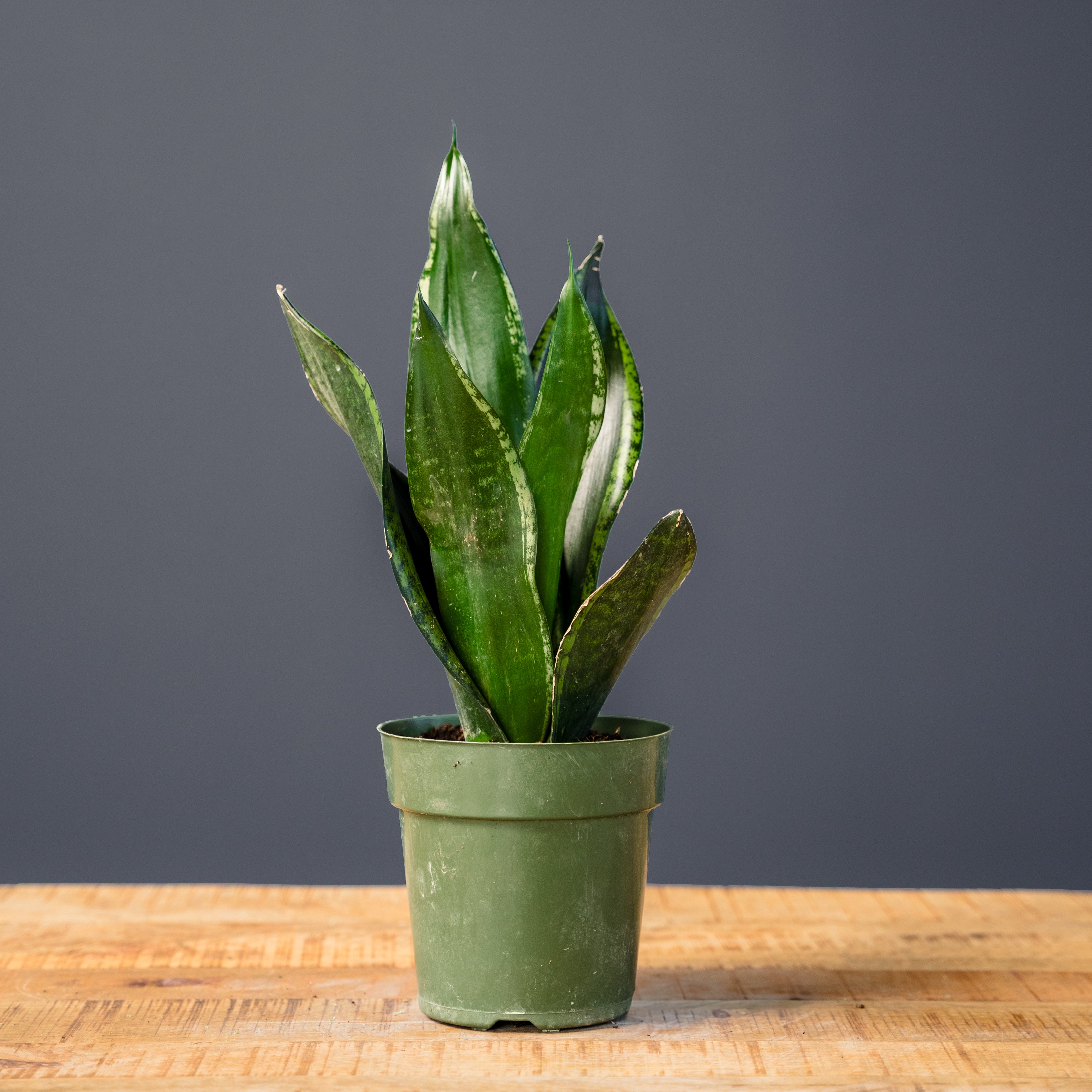 Snake Plant (Sansevieria Whitney) – Rolling Greens