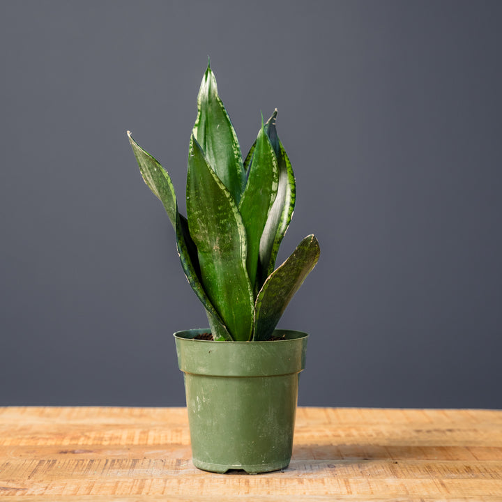 Snake Plant (Sansevieria 'Whitney') 6 in