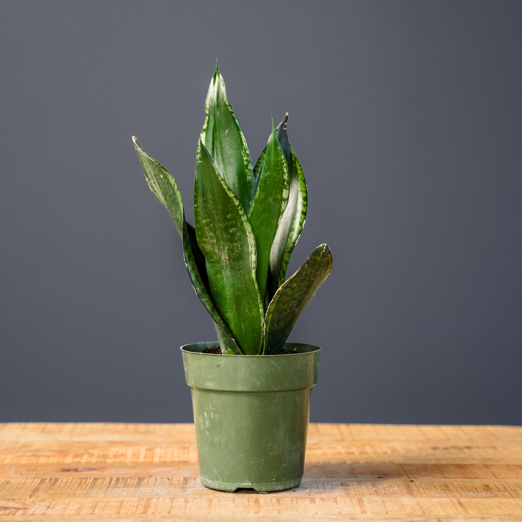 sansevieria silver flame vs whitney Snake Plant (Sansevieria Whitney) – Rolling Greens