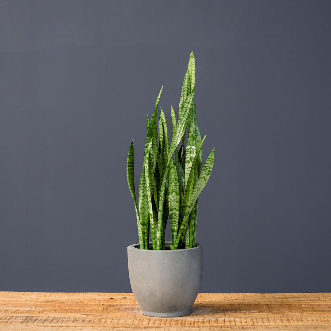 tall snake plant Snake Plant (Sansevieria Zeylanica) – Rolling Greens