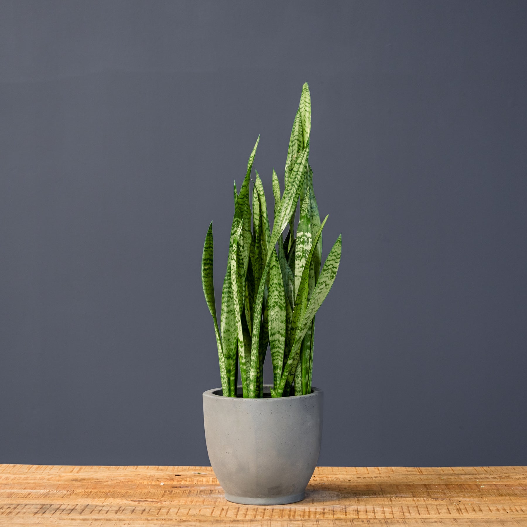 sansevieria zeylanica snake plant Snake Plant (Sansevieria Zeylanica) – Rolling Greens