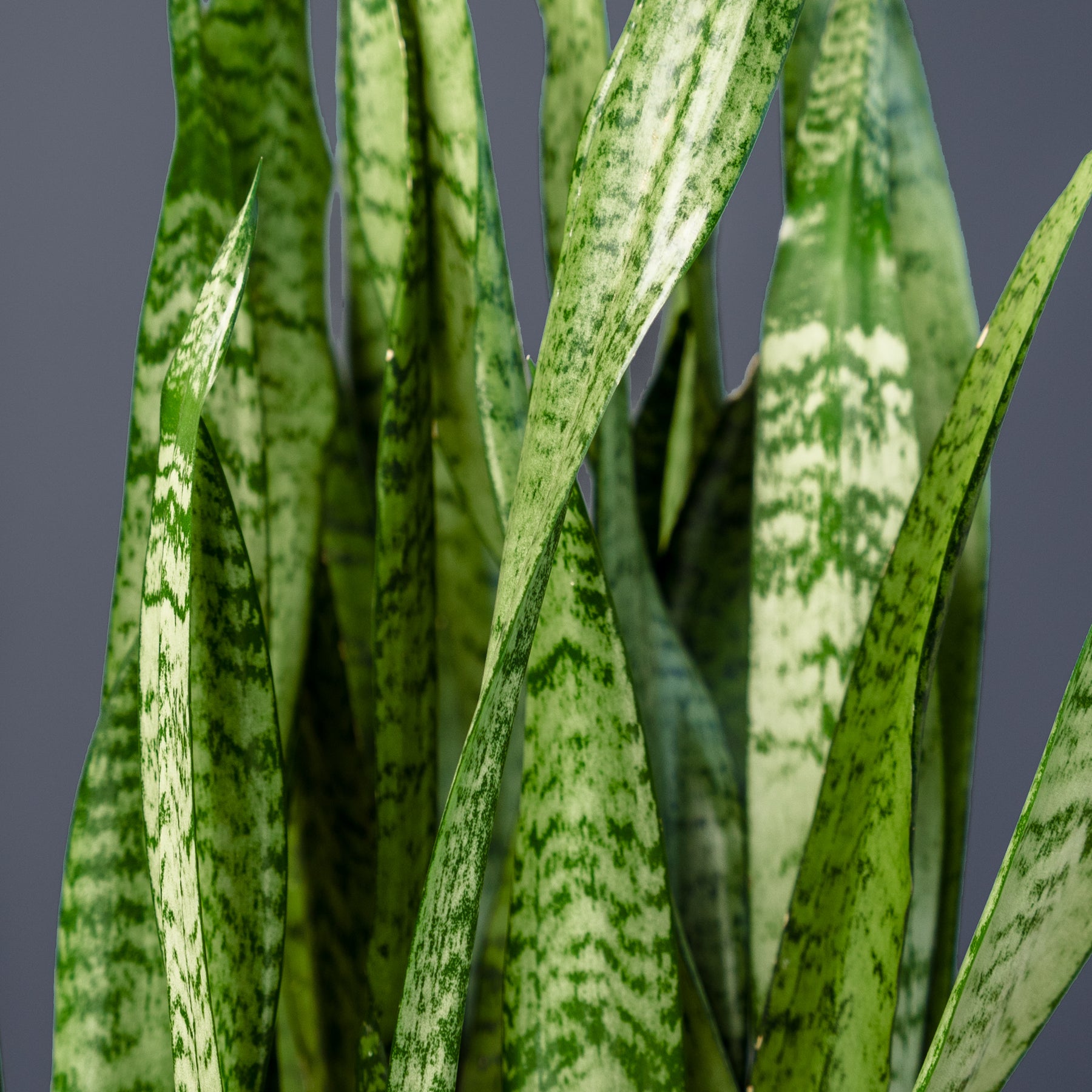 sansevieria zeylanica snake plant Snake Plant (Sansevieria Zeylanica) – Rolling Greens