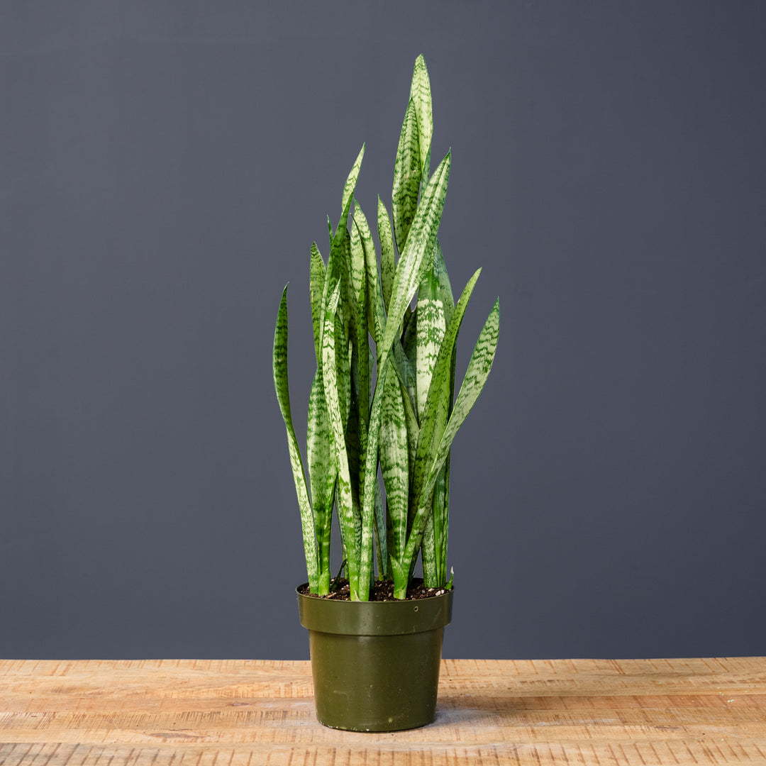 Snake Plant (Sansevieria Zeylanica) 8 in