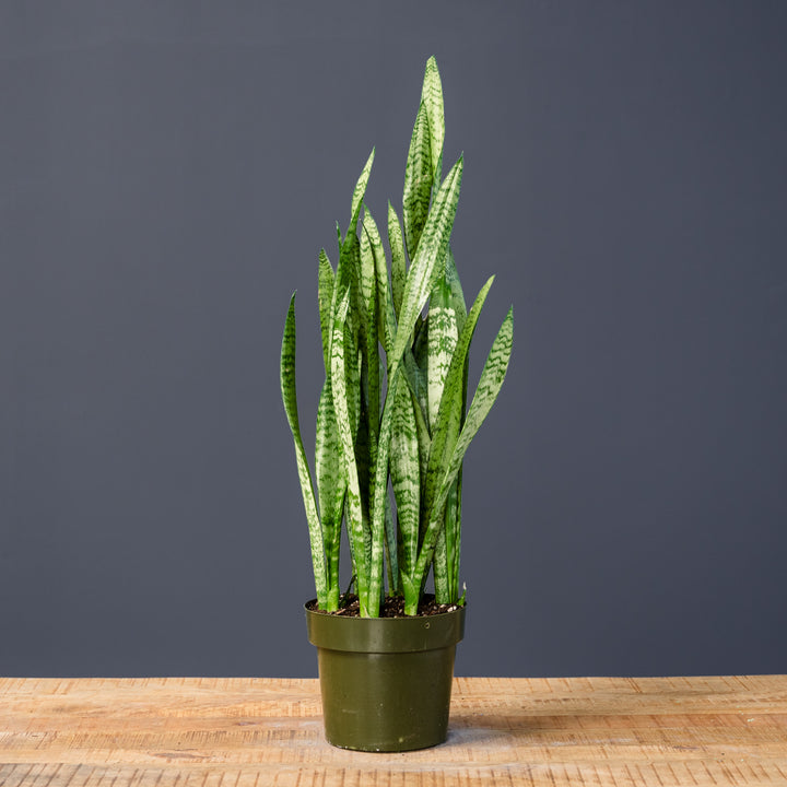 Snake Plant (Sansevieria Zeylanica) 8 in