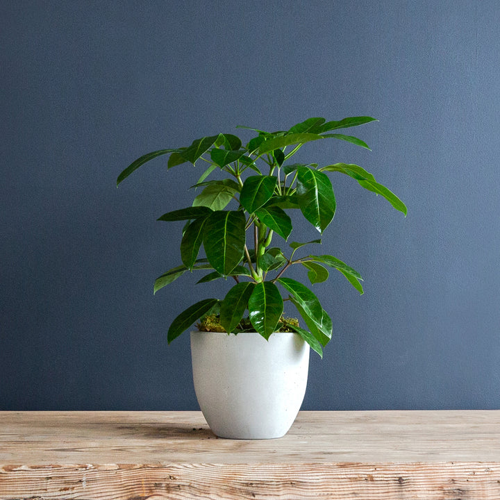 Umbrella Tree (Schefflera actinophylla 'Alpine Junior') 8 in