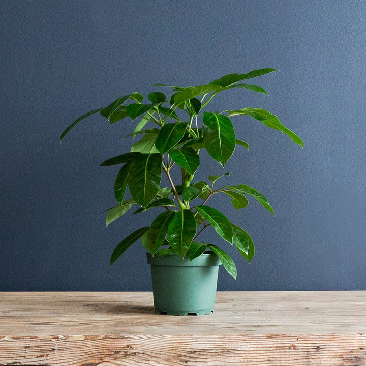 Umbrella Tree (Schefflera actinophylla 'Alpine Junior') 8 in