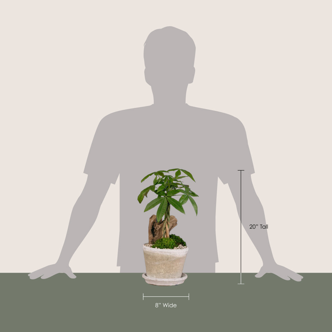 Lucky Money Tree Topiary Arrangement