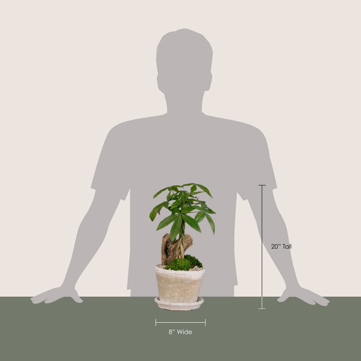 Lucky Money Tree Topiary Arrangement