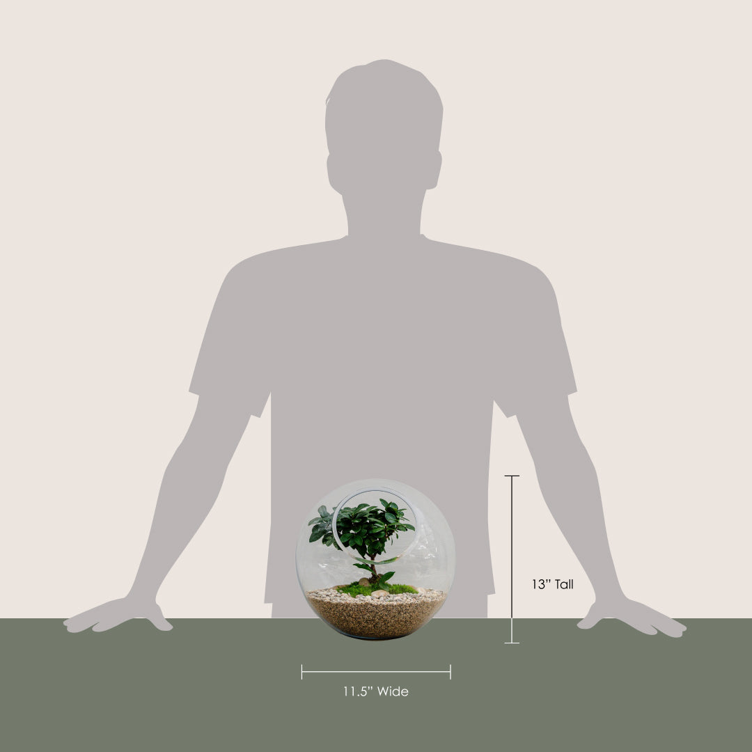 Artistic Ginseng in Glass