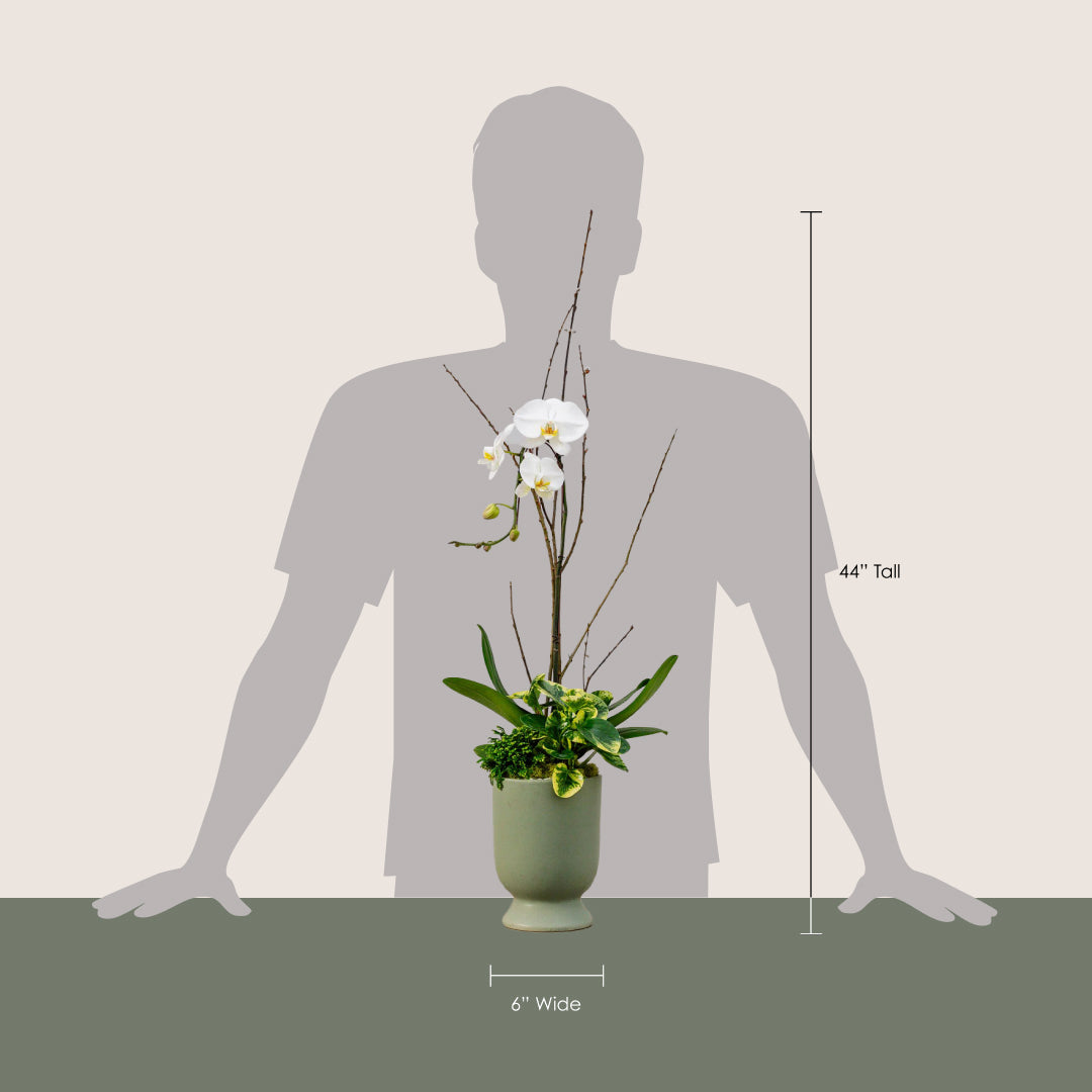 Dusty Sage Pedestal with Orchid Arrangement
