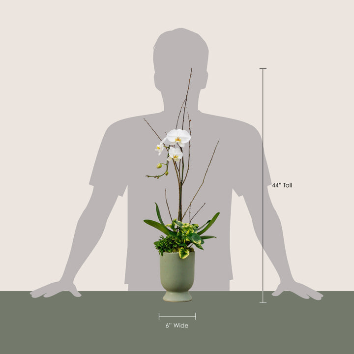Dusty Sage Pedestal with Orchid Arrangement