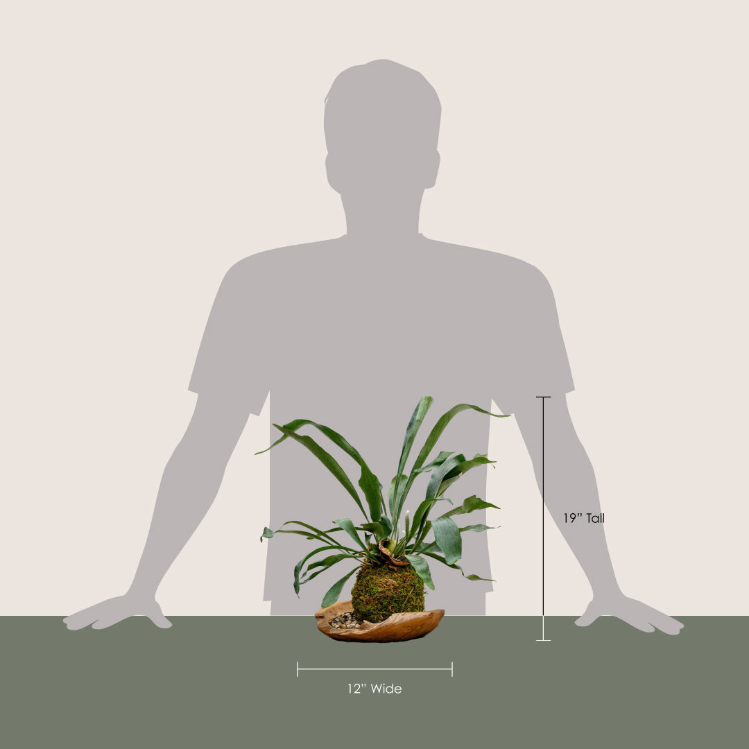 Kokedama in Organic Bowl