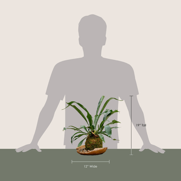 Kokedama in Organic Bowl