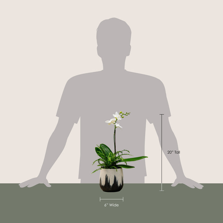 Light + Dark Contemporary Orchid Arrangement