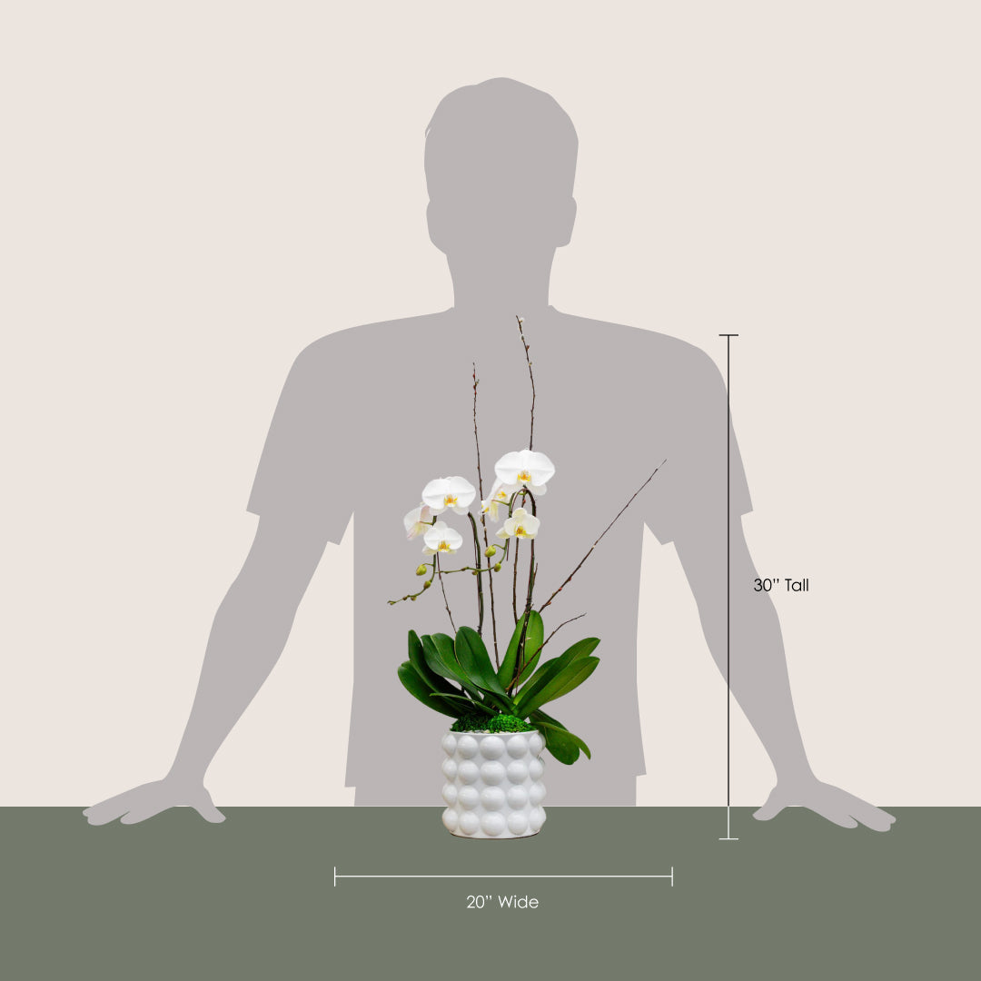 Pop Art Bubble Vase and Orchid Arrangement