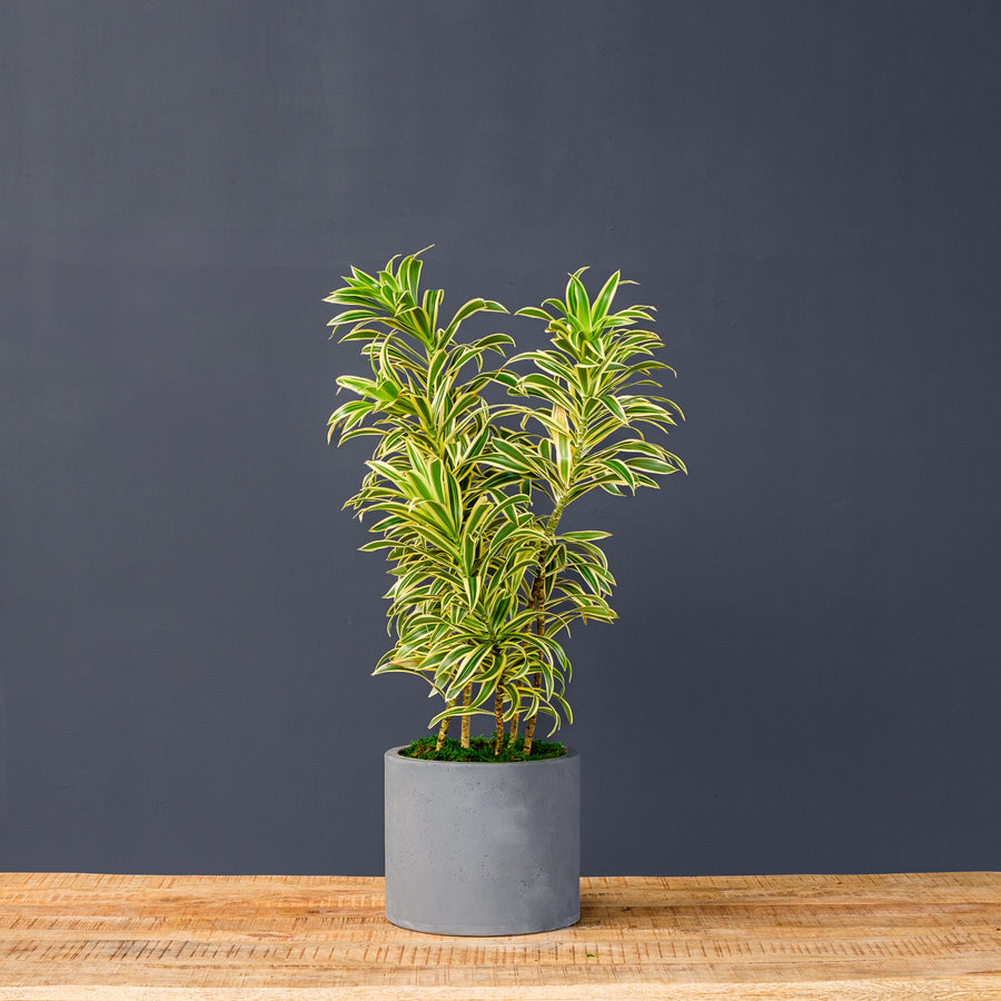 song of india dracaena reflexa Dracaena Reflexa (Song of India) – Rolling Greens