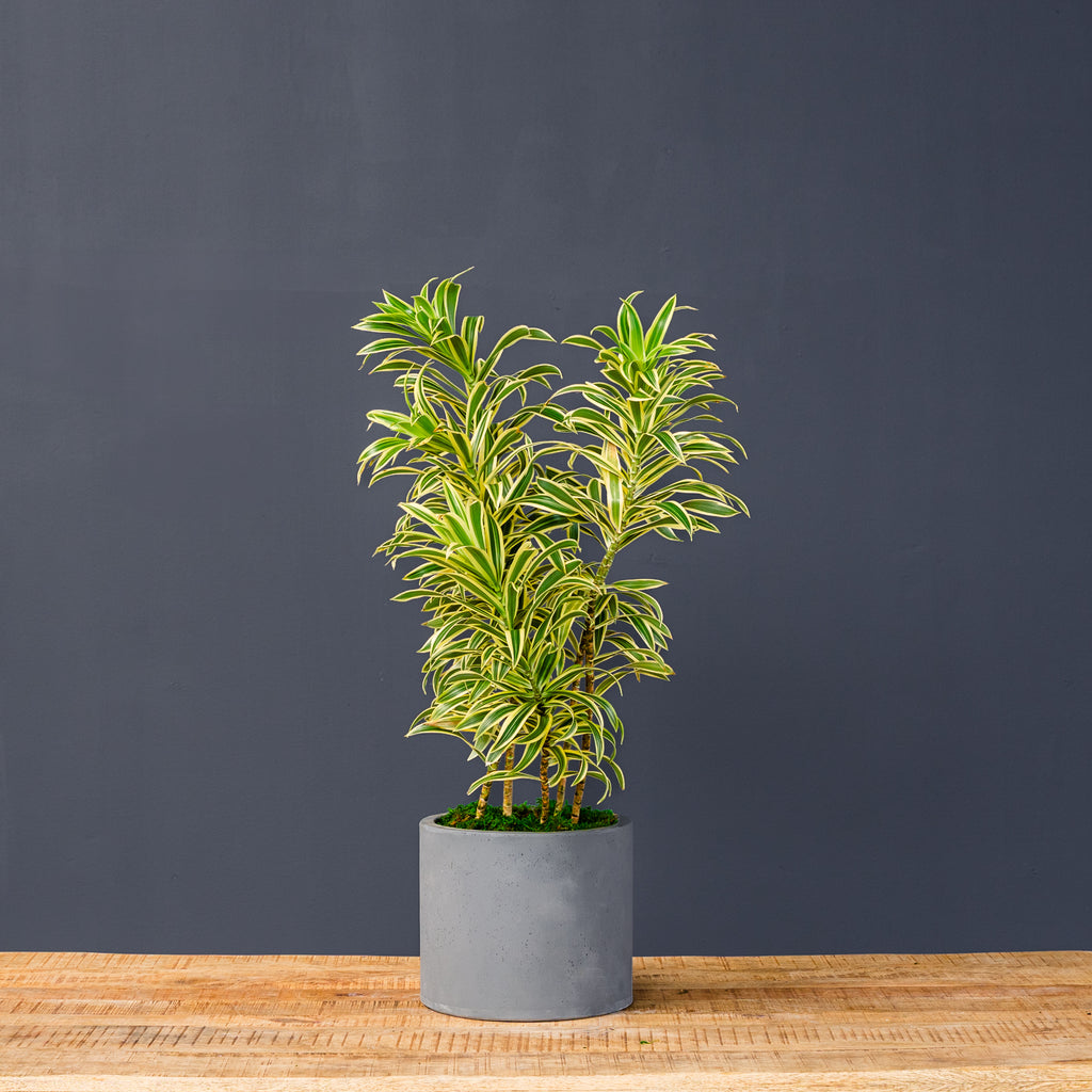 Dracaena Reflexa (Song of India)  Rolling Greens