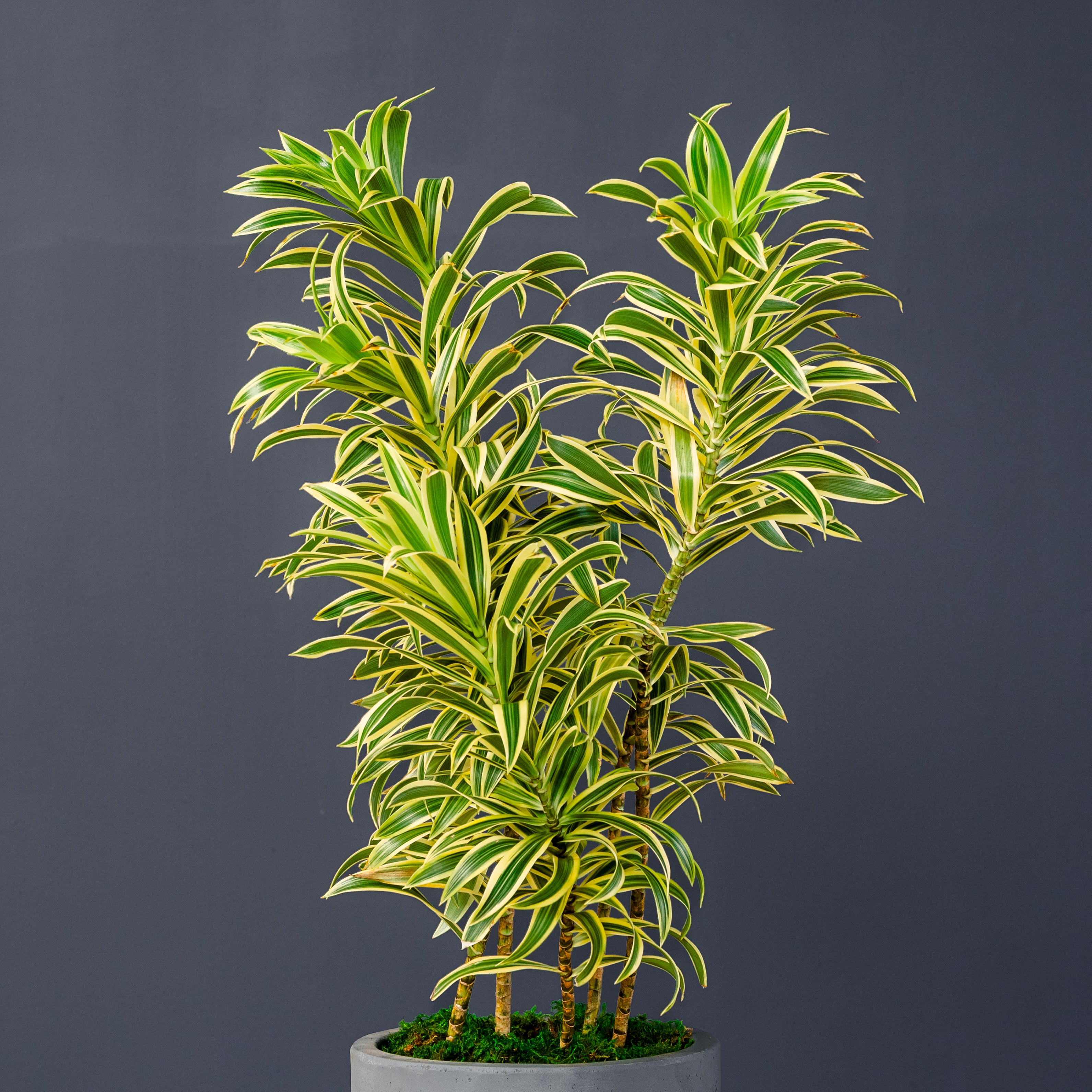 Rolling Greens Dracaena Reflexa - Thumbnail 2