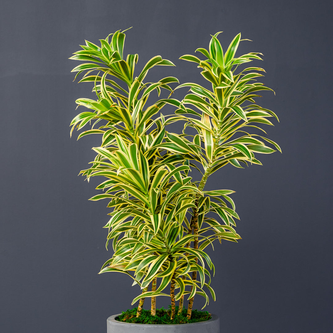 dracaena reflexa Dracaena Reflexa (Song of India)