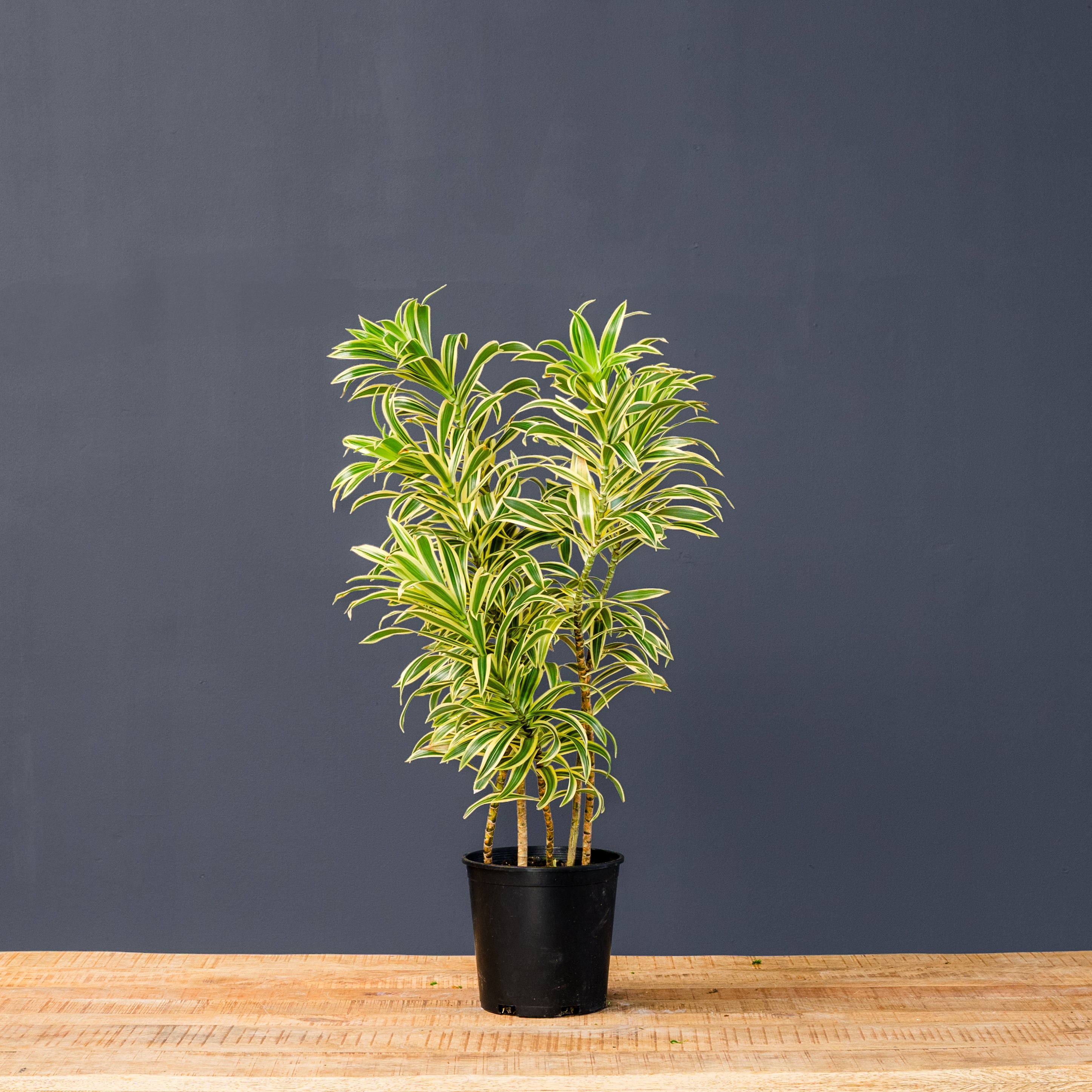 Rolling Greens Dracaena Reflexa - Thumbnail 4