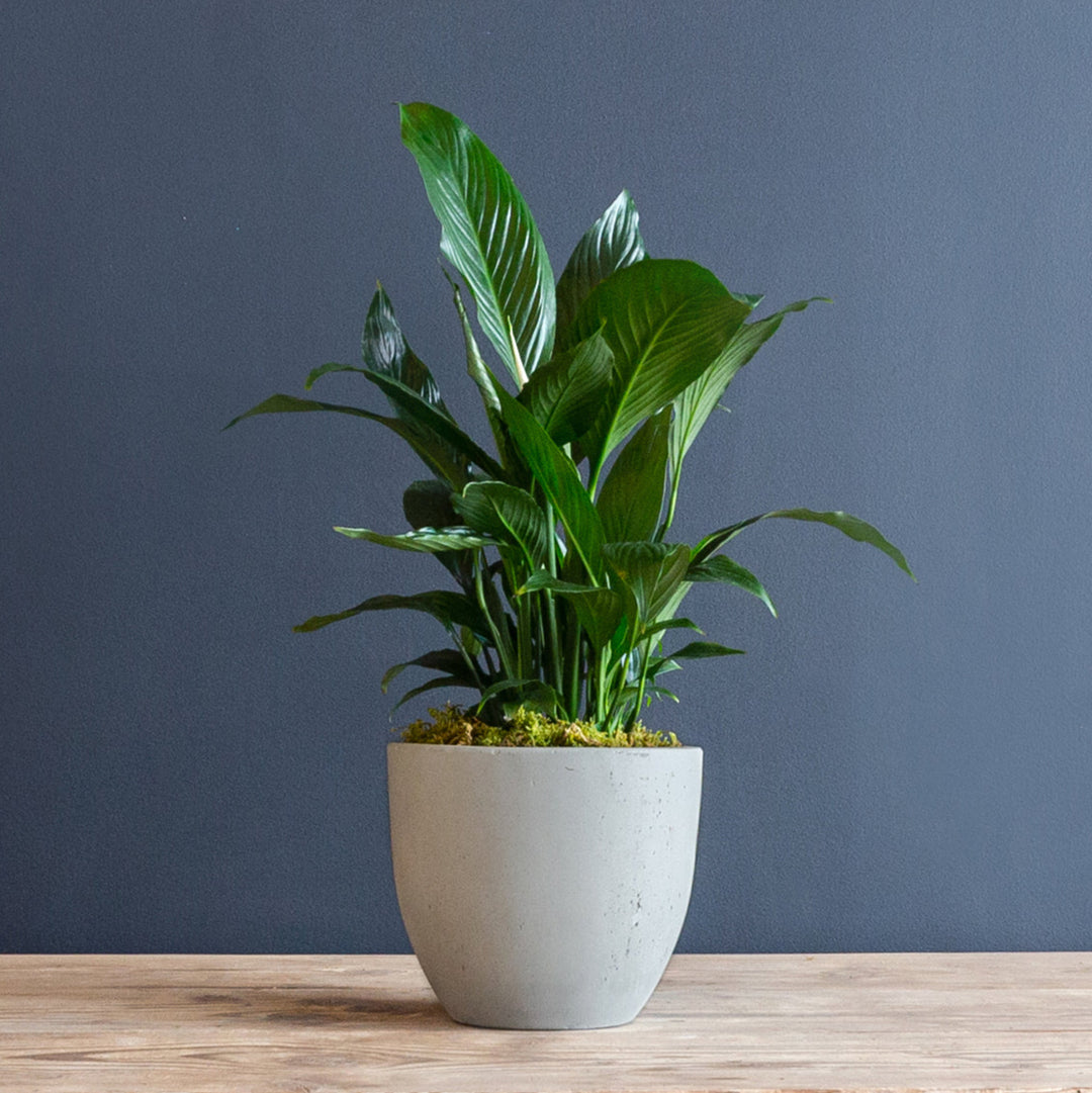 cylinder shaped lily peace lily Peace Lily (Spathiphyllum Dario) – Rolling Greens