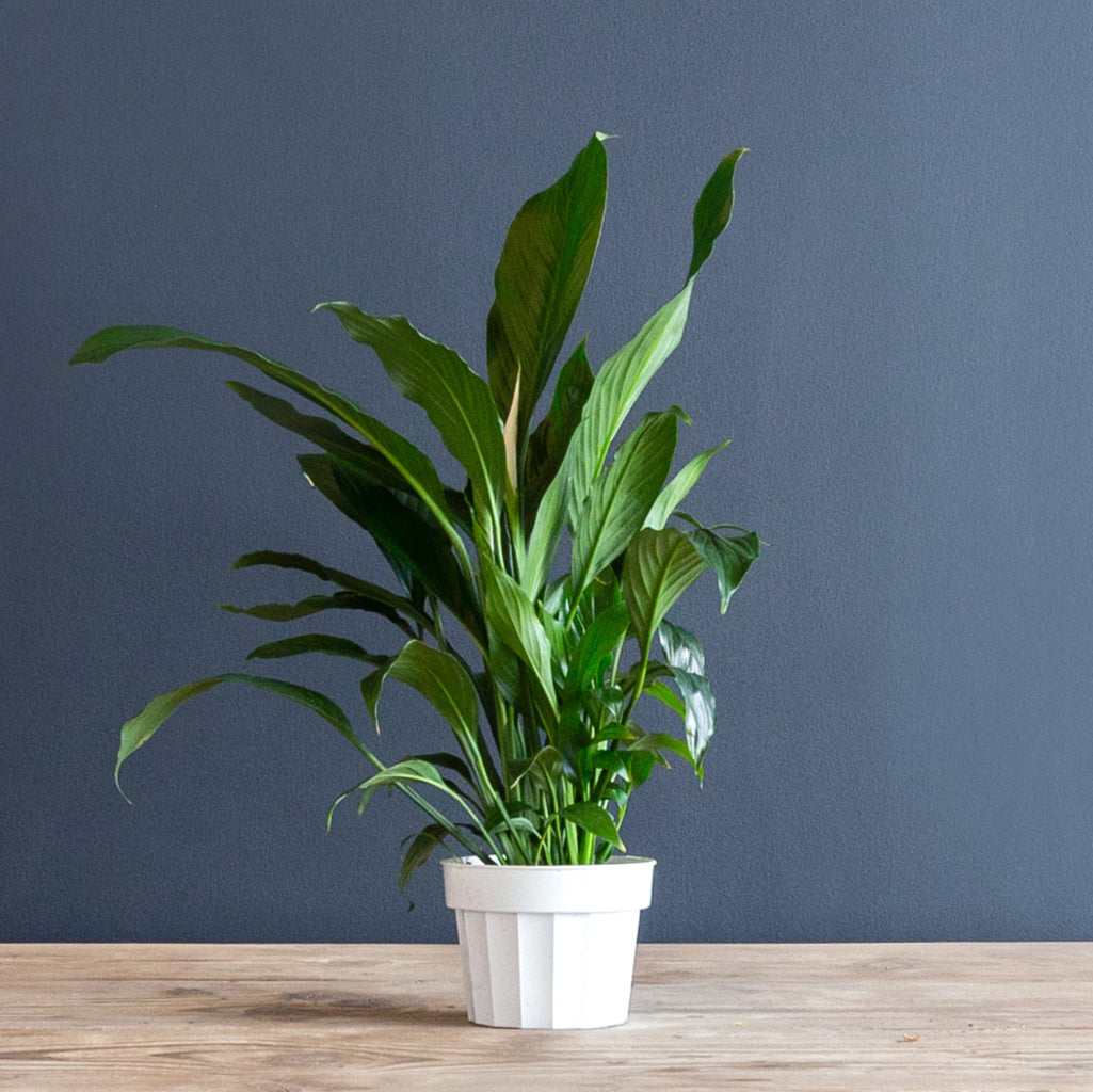 Peace Lily (Spathiphyllum Dario) 8 in