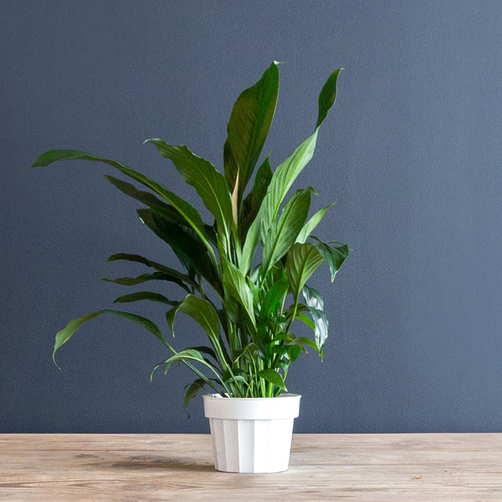 Peace Lily (Spathiphyllum Dario) 8 in