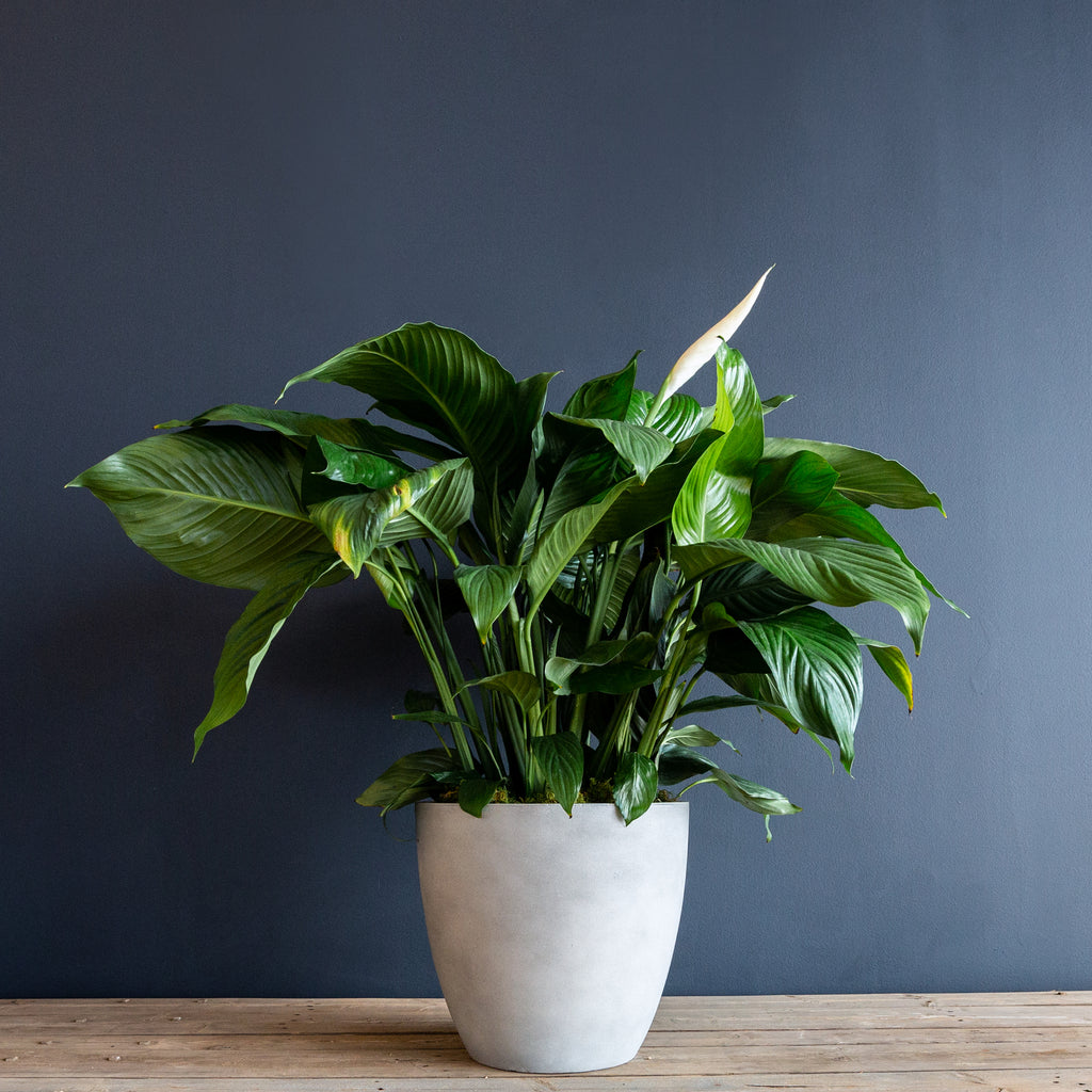 cylindrocladium peace lily Peace Lily (Spathiphyllum Dario) – Rolling Greens