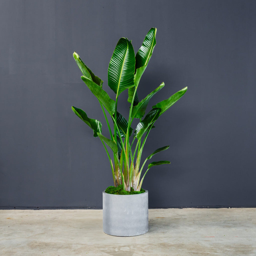 Giant Bird of Paradise (Strelitzia nicolai) – Rolling Greens