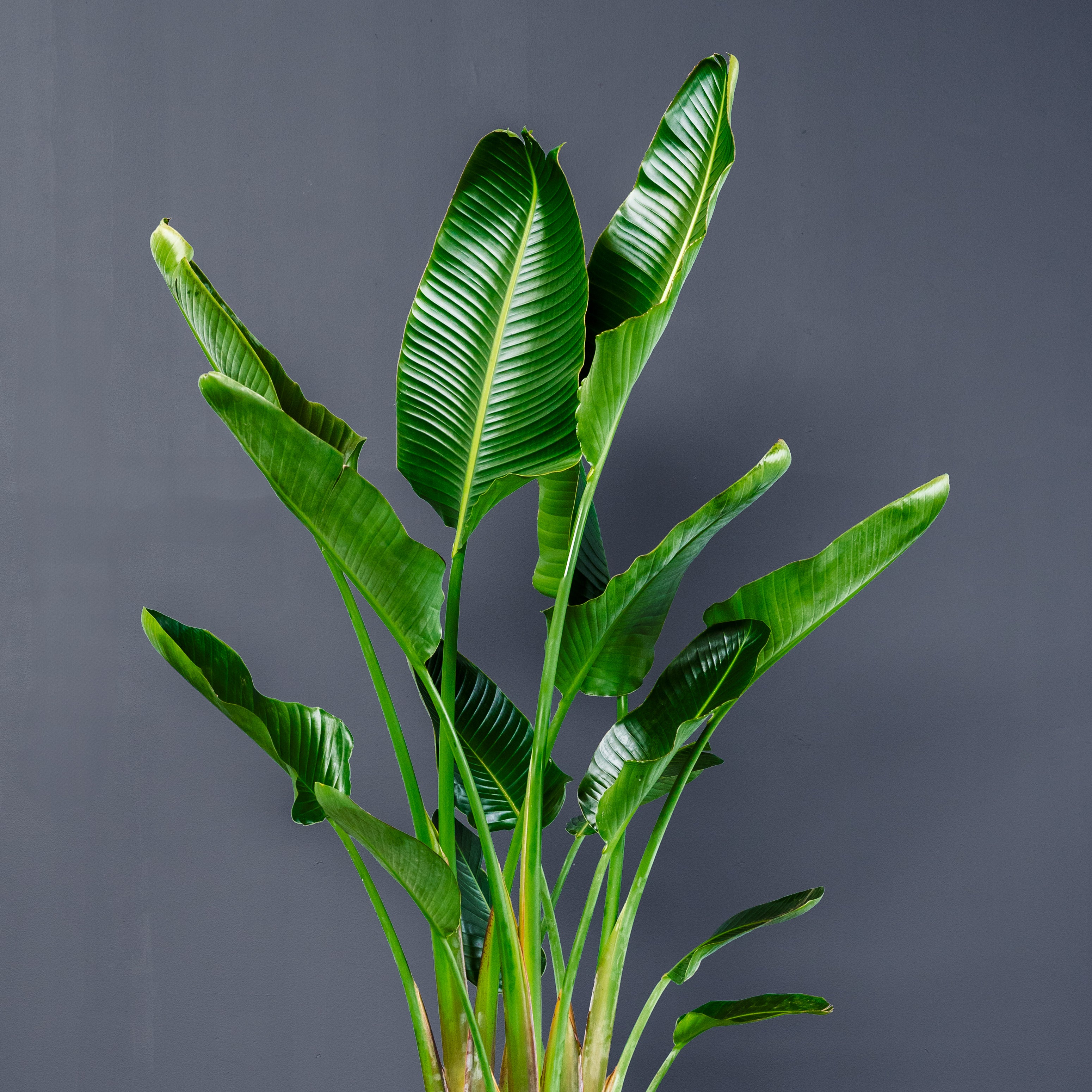 vitamin RHirotaka bird of paradise Bird Of Paradise Fertilizer: When And What To Feed Bird Of