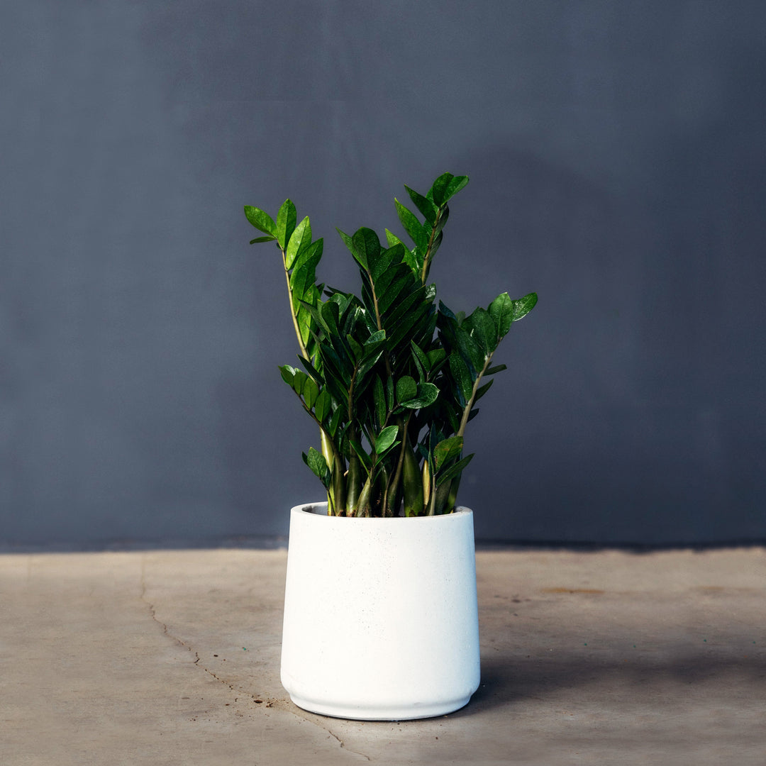zz plant small pot ZZ plant (Zamioculcas Zamifolia) – Rolling Greens