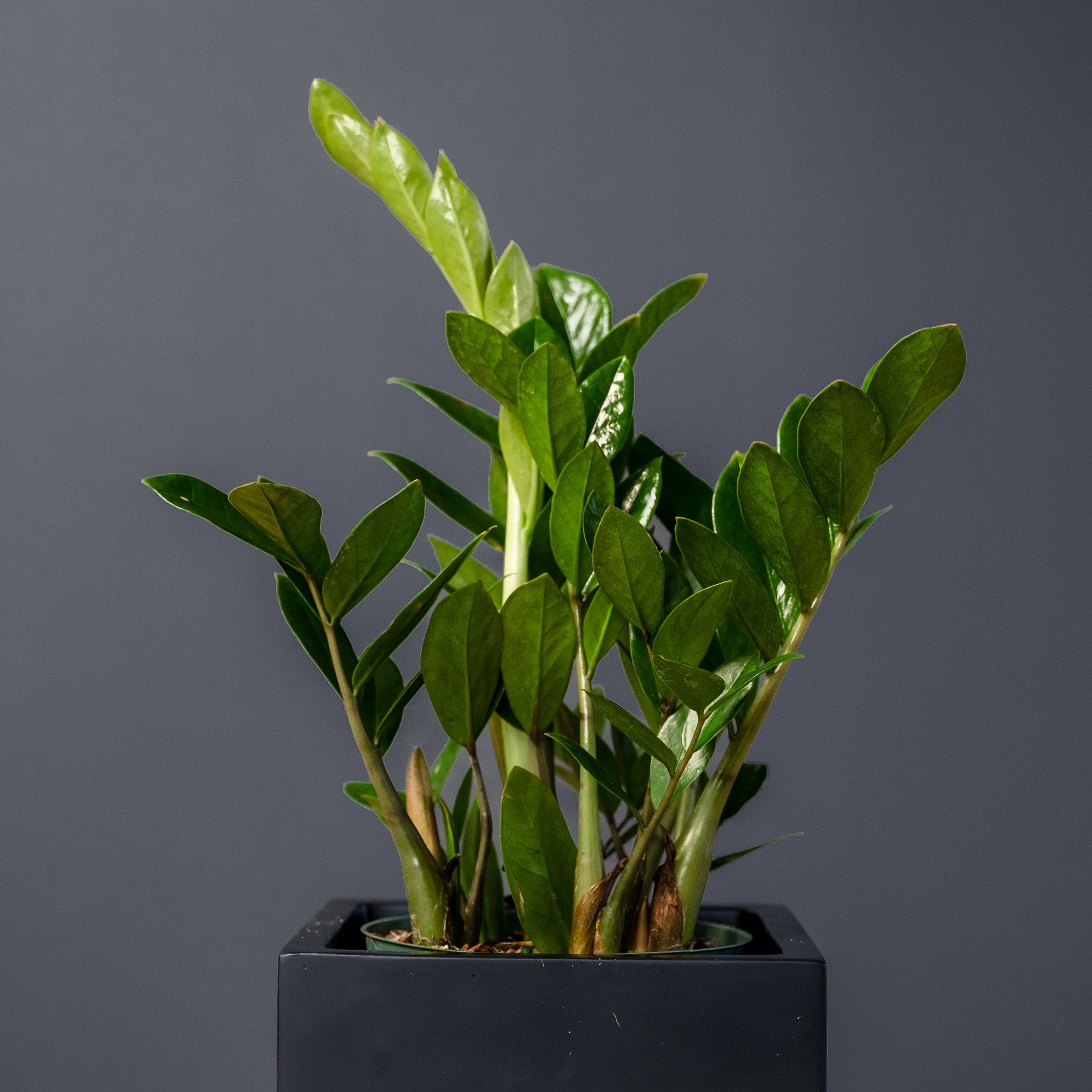 ZZ plant (Zamioculcas Zamifolia) – Rolling Greens