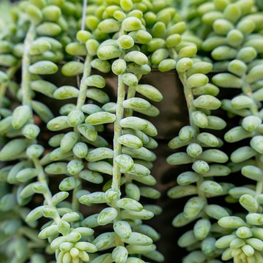 Rolling Greens Sedum Donkey Tail - Thumbnail 2