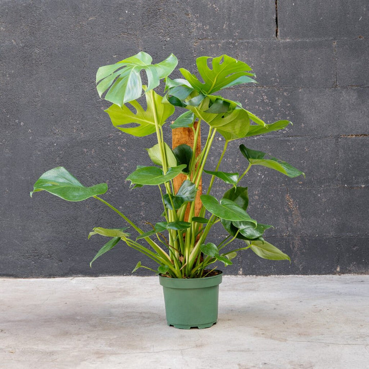Monstera Deliciosa - Split Leaf Plant on bark