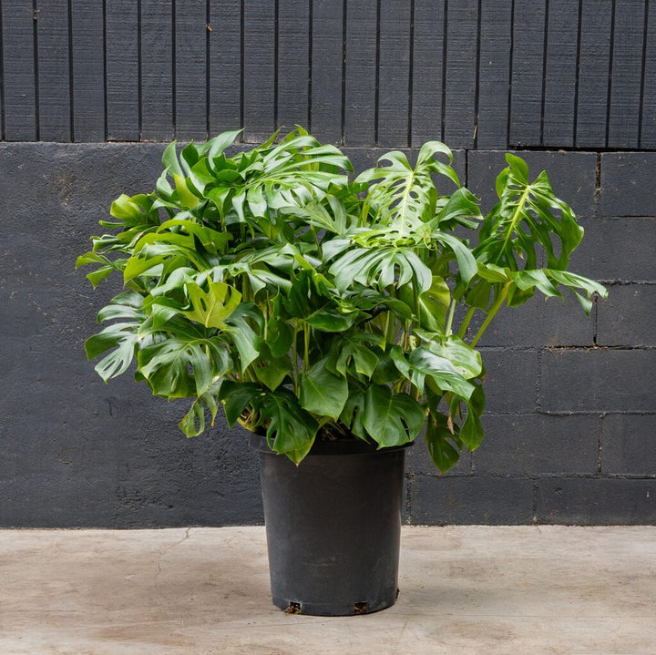 Split Leaf Plant (Monstera Deliciosa)