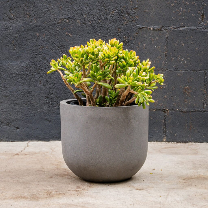 Sunset Hobbit Jade (Crassula ovata Sunset Hobbit)
