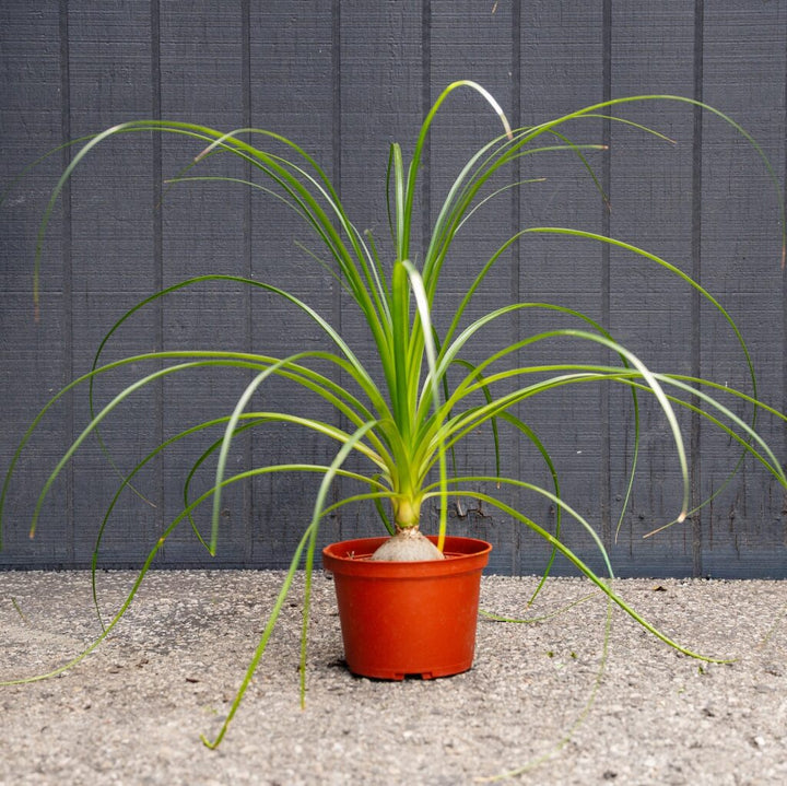 Ponytail Palm (Beaucarnea recurvata)