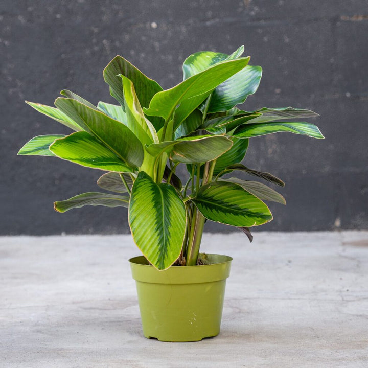Calathea Beauty Star (Calathea ornata)