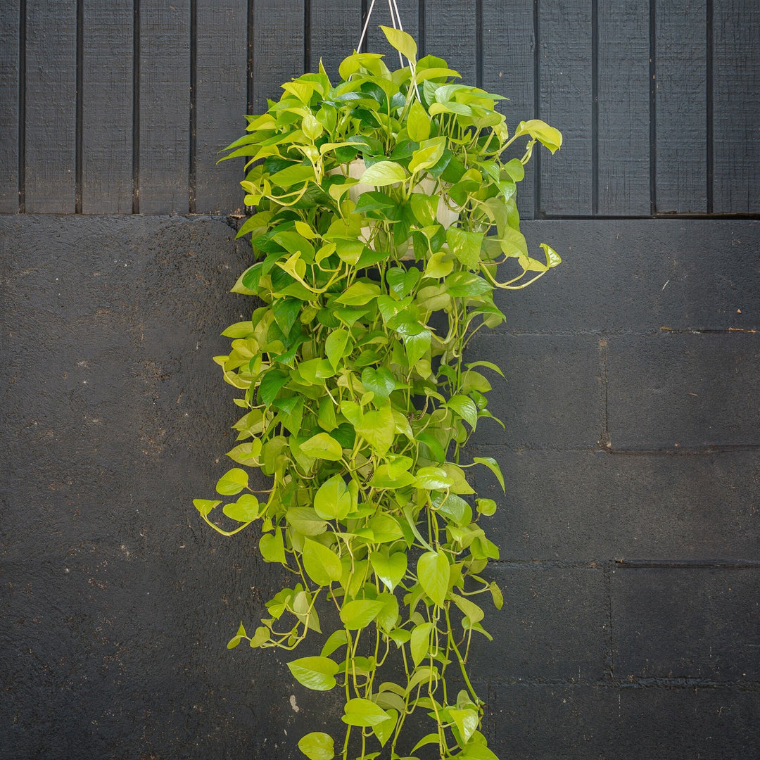 Neon Pothos (Epipremnum aureum 'Neon')
