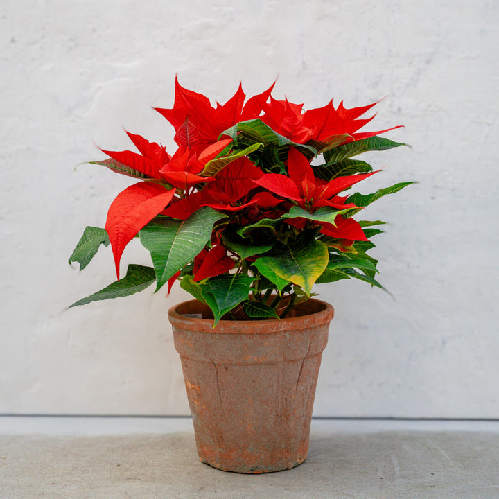 Poinsettia Norwin Orange